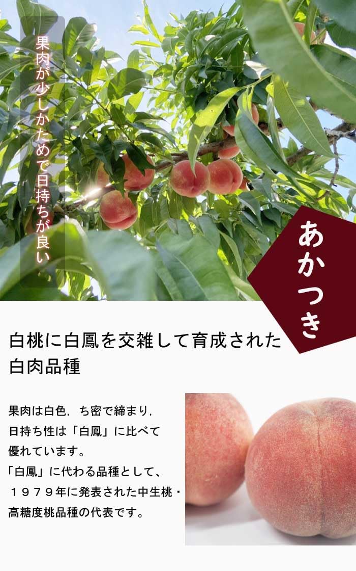 Amazon.co.jp: 桃 苗 あかつき 果樹 苗木 15cmポット 自家結実性